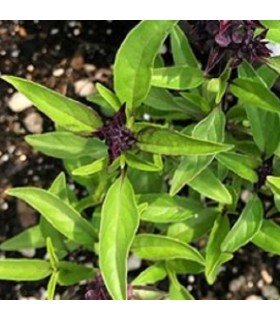 Albahaca tailandesa (semillas ecológicas)