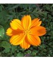 Orange Cosmos - untreated seeds