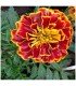 Tagetes Spanish Brocade
