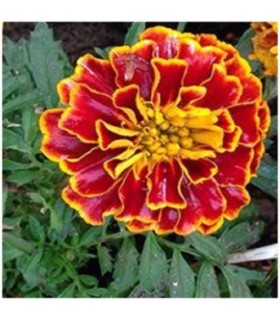 Tagetes Spanish Brocade