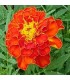 Tagetes bolero