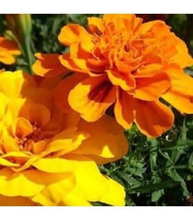 Tagetes bonita mix