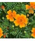 Tagete tenuifolia Tangerine Gem