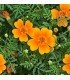 Tagete tenuifolia Tangerine Gem