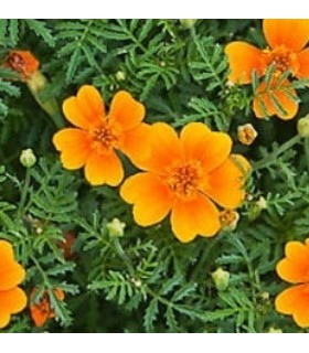 Tagete tenuifolia Tangerine Gem