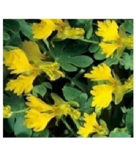 Capuchina de los canarios 