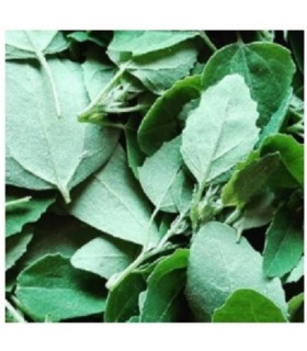 Armuelle (Atriplex hortensis)