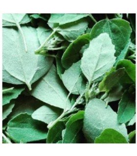 Armuelle (Atriplex hortensis)