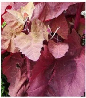 Armuelle rubra (Atriplex hortensis)