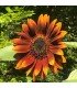 Girasol Velvet Queen