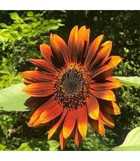 Girasol Velvet Queen