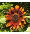 Velvet Queen Sunflower - Untreated Seeds
