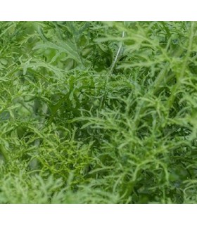 Mostaza asiática golden Frills