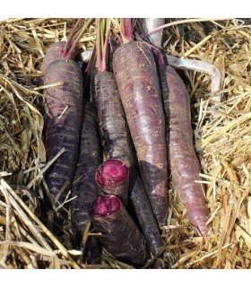 zanahoria F1 purple sun