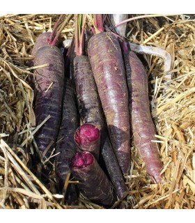 zanahoria F1 purple sun