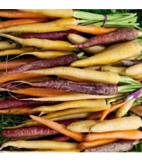 Zanahoria rainbow F1