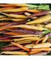 Rainbow carrot F1 - untreated seeds