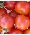 Tomato bloody butcher - untreated seeds