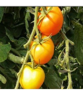 Tomate Zlatava