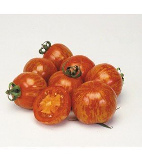 Tomate red zebra f1