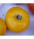 Tomate amarillo de Thun