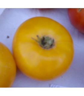 Tomate amarillo de Thun