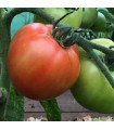 Légende de la tomate - graines non traitées