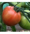 Tomato legend - untreated seeds