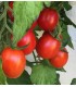 Tomate Baselbieter Roteli