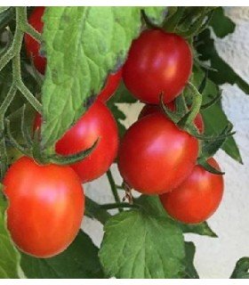 Tomate Baselbieter Roteli