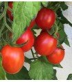 Tomate Rosso di Basilea - semillas no tratadas