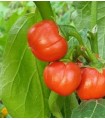 aubergine Rosso di Napoli-untreated seeds