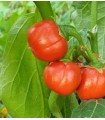aubergine Rosso di Napoli-untreated seeds