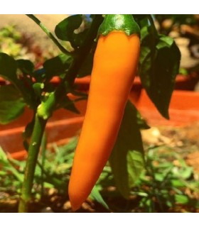 Pimiento tequila sunrise