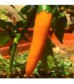 Tequila sunrise pepper - untreated seeds