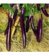 Berenjena farmers long F1