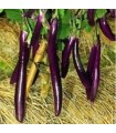Aubergine farmers long F1- graines non traitées