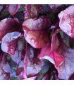Red chard Blood Red - untreated seeds