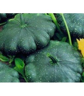 Calabaza total eclipse F1