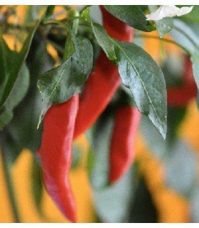 Pimiento Taeyang hot