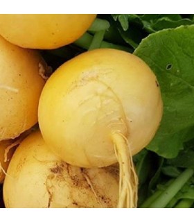 Nabo Jaune boule d'or