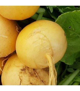 Nabo Jaune boule d'or