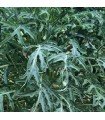 Kale Jagallo Nero - untreated seeds