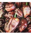 Chocolate habanero- untreated seeds