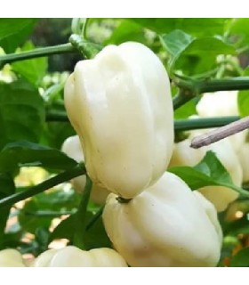 Habanero blanco