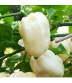 White habanero - untreated seeds