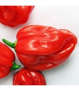 Pimiento picante Scotch Bonnet Red