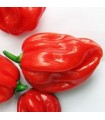 Pimiento picante Scotch Bonnet Red - semillas no tratadas