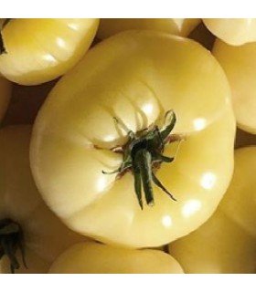 Tomate White Sensation