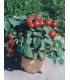 Tomate F1 Balconi Red